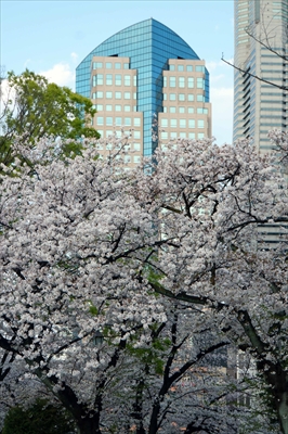 1121_掃部山公園_神奈川