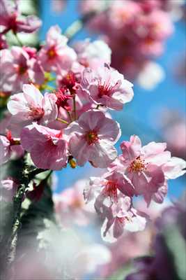 1057_日本のさくら（素材）_日本