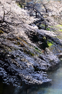 1106_千鳥ヶ淵_東京