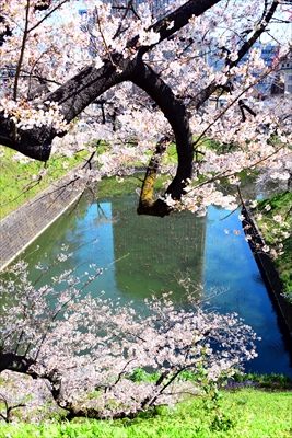 1107_千鳥ヶ淵_東京