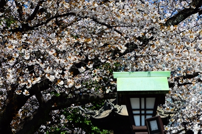 1027_靖国神社_東京