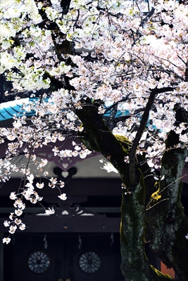 1029_靖国神社_東京