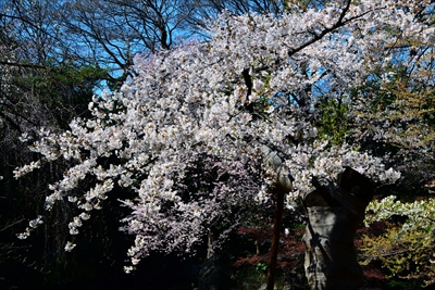 1034_靖国神社_東京