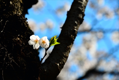 1035_靖国神社_東京