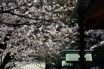 1036_靖国神社_東京
