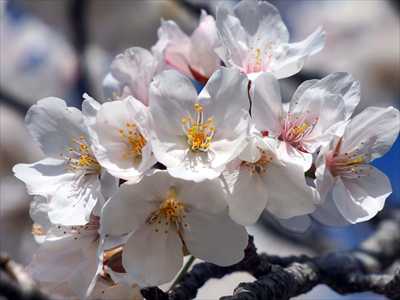 1060_日本のさくら（素材）_日本