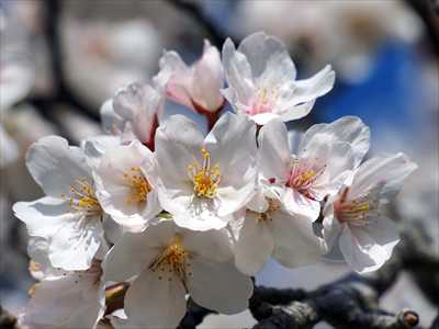 1062_日本のさくら（素材）_日本