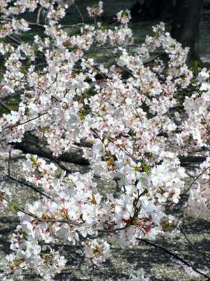 1063_日本のさくら（素材）_日本