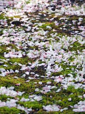 1064_日本のさくら（素材）_日本