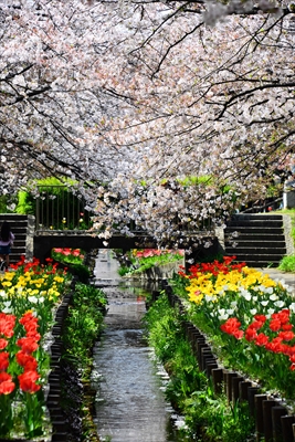 1066_江川せせらぎ緑道_神奈川