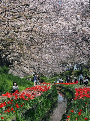 1067_江川せせらぎ緑道_神奈川