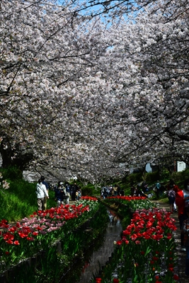 1068_江川せせらぎ緑道_神奈川