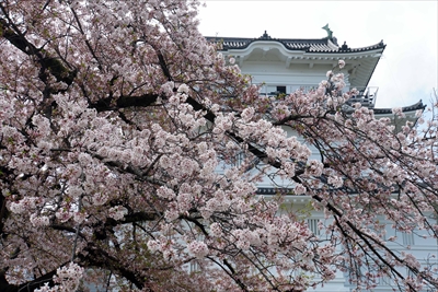 1005_小田原城_神奈川