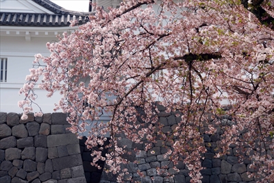 1006_小田原城_神奈川