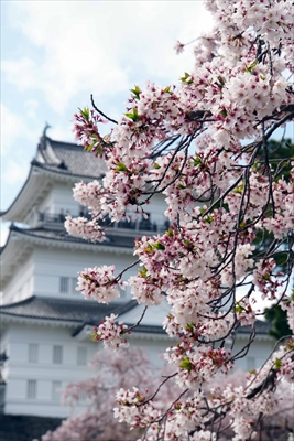 1008_小田原城_神奈川