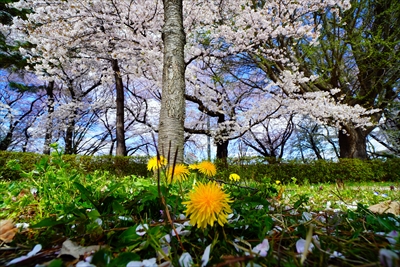 1005_霞城公園_山形