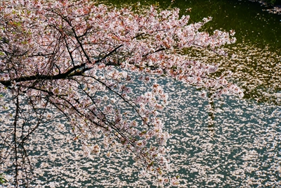 1022_霞城公園_山形