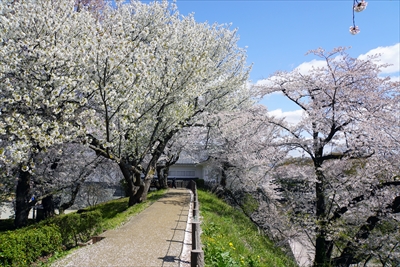1027_霞城公園_山形