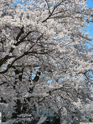 1080_最上川河川敷_山形