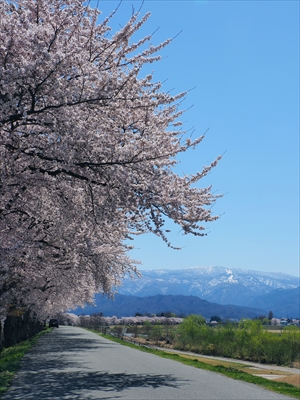 1081_最上川河川敷_山形