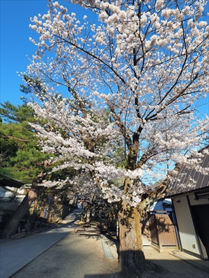 1099_立石寺本坊_山形