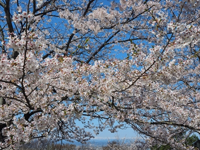 1065_天童公園（舞鶴山）_山形