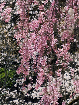1066_天童公園（舞鶴山）_山形