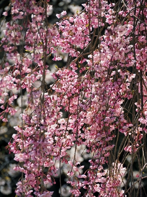 1067_天童公園（舞鶴山）_山形