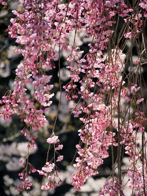 1068_天童公園（舞鶴山）_山形