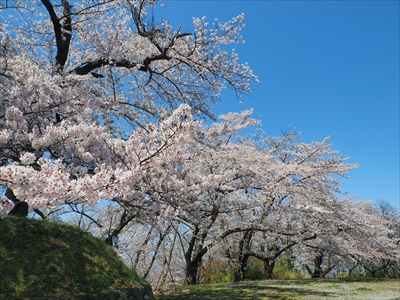 1071_天童公園（舞鶴山）_山形
