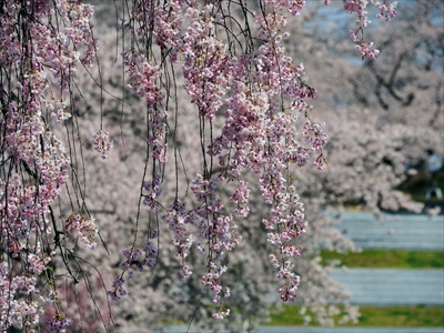 1072_天童公園（舞鶴山）_山形