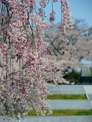 天童公園（舞鶴山）_山形