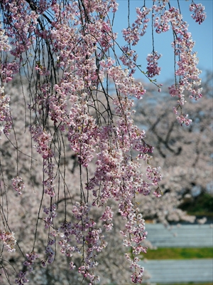 1074_天童公園（舞鶴山）_山形