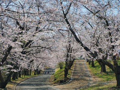 1079_天童公園（舞鶴山）_山形
