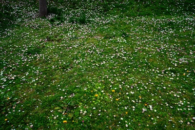 1098_函館五稜郭公園_北海道