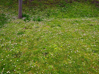 1099_函館五稜郭公園_北海道