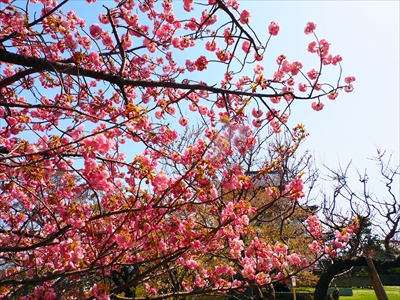 1024_松前城_北海道