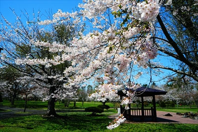 1047_八雲町さらんべ公園_北海道