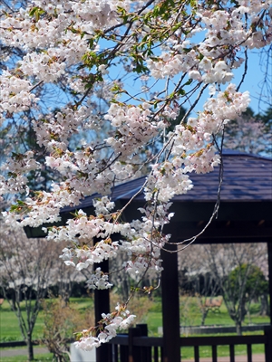 1048_八雲町さらんべ公園_北海道