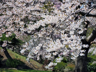 1051_八雲町さらんべ公園_北海道