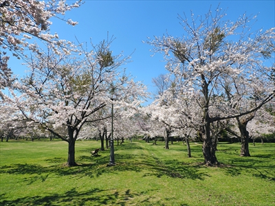 八雲町さらんべ公園_北海道