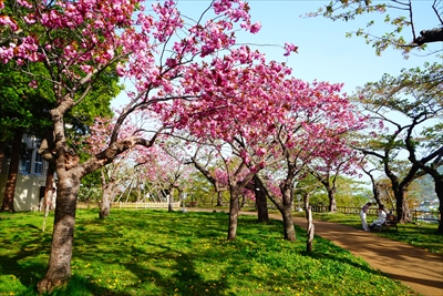 函館公園_北海道