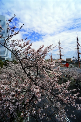 1116_なとみらい_神奈川