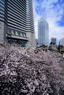 1117_なとみらい_神奈川