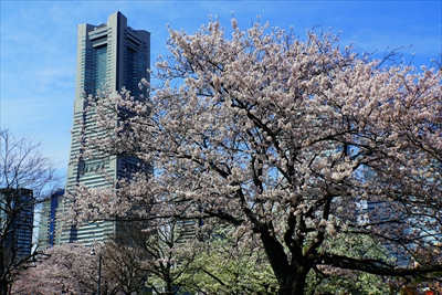 1122_なとみらい_神奈川