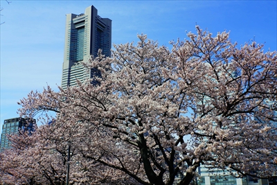 1124_なとみらい_神奈川