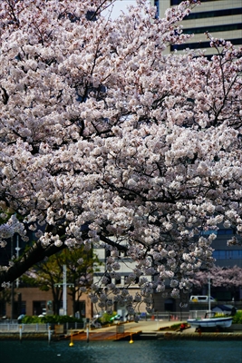 1125_なとみらい_神奈川