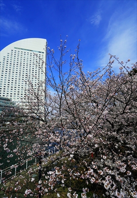 1128_なとみらい_神奈川