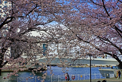 1129_なとみらい_神奈川