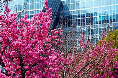 1130_なとみらい_神奈川